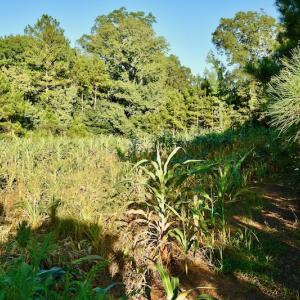 Photo #89 of SOLD property in 46 Dennis Road, Wadesboro, NC 25.2 acres