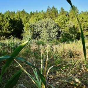 Photo #90 of SOLD property in 46 Dennis Road, Wadesboro, NC 25.2 acres