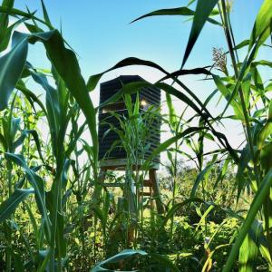 Photo #92 of SOLD property in 46 Dennis Road, Wadesboro, NC 25.2 acres