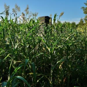 Photo #93 of SOLD property in 46 Dennis Road, Wadesboro, NC 25.2 acres