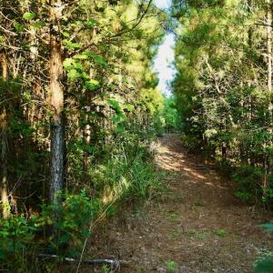 Photo #94 of SOLD property in 46 Dennis Road, Wadesboro, NC 25.2 acres