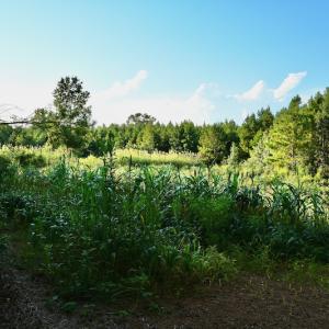 Photo #95 of SOLD property in 46 Dennis Road, Wadesboro, NC 25.2 acres