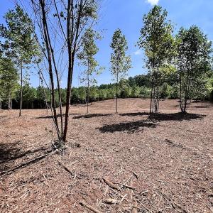 Photo #14 of SOLD property in Off Vicksboro Rd, Henderson, NC 11.5 acres