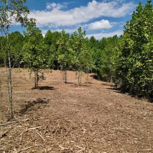 Photo #37 of SOLD property in Off Vicksboro Rd, Henderson, NC 11.5 acres
