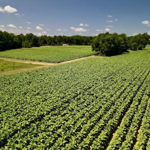Photo #12 of SOLD property in Off Howell Swamp Church Rd, Walstonburg, NC 18.6 acres