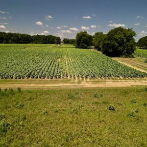 Photo #13 of SOLD property in Off Howell Swamp Church Rd, Walstonburg, NC 18.6 acres