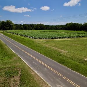 Photo #14 of SOLD property in Off Howell Swamp Church Rd, Walstonburg, NC 18.6 acres
