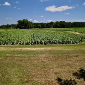 Photo #15 of SOLD property in Off Howell Swamp Church Rd, Walstonburg, NC 18.6 acres
