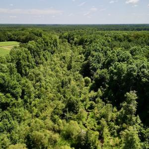 Photo #5 of SOLD property in Off Howell Swamp Church Rd, Walstonburg, NC 18.6 acres
