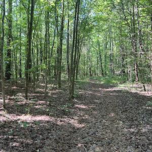 Photo #3 of SOLD property in Off Tollie Weldon Road, Henderson, NC 6.5 acres