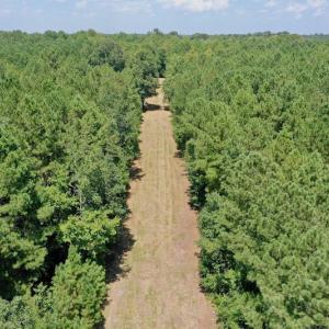 Photo #16 of SOLD property in Off Jackson Bypass, Garysburg, NC 49.9 acres