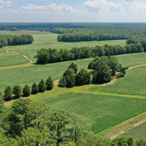 Photo #3 of SOLD property in Off Jackson Bypass, Garysburg, NC 49.9 acres