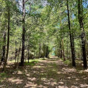Photo #32 of SOLD property in Off Jackson Bypass, Garysburg, NC 49.9 acres