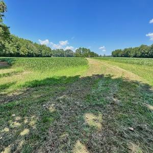 Photo #7 of SOLD property in Off Jackson Bypass, Garysburg, NC 49.9 acres