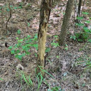 Photo #9 of SOLD property in Off Jackson Bypass, Garysburg, NC 49.9 acres