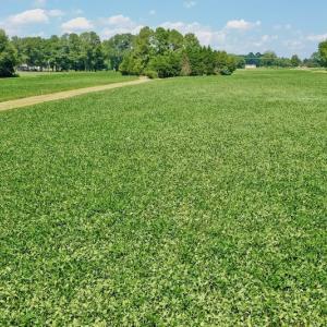 Photo #41 of SOLD property in Off Jackson Bypass, Garysburg, NC 49.9 acres