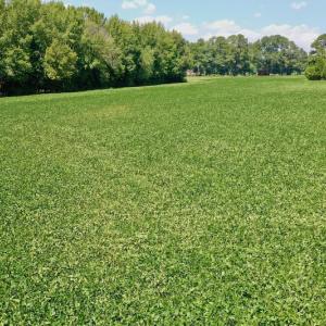 Photo #42 of SOLD property in Off Jackson Bypass, Garysburg, NC 49.9 acres
