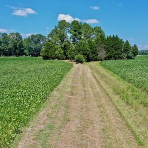Photo #44 of SOLD property in Off Jackson Bypass, Garysburg, NC 49.9 acres
