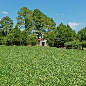 Photo #45 of SOLD property in Off Jackson Bypass, Garysburg, NC 49.9 acres