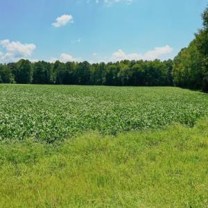 Photo #46 of SOLD property in Off Jackson Bypass, Garysburg, NC 49.9 acres