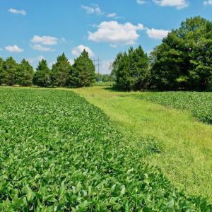 Photo #47 of SOLD property in Off Jackson Bypass, Garysburg, NC 49.9 acres