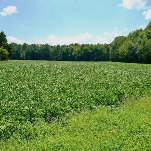 Photo #48 of SOLD property in Off Jackson Bypass, Garysburg, NC 49.9 acres