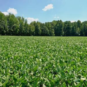 Photo #49 of SOLD property in Off Jackson Bypass, Garysburg, NC 49.9 acres