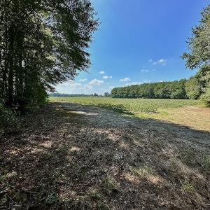 Photo #13 of SOLD property in Off Hargrave Rd, Jackson, NC 41.0 acres