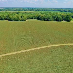 Photo #14 of SOLD property in Off Hargrave Rd, Jackson, NC 41.0 acres