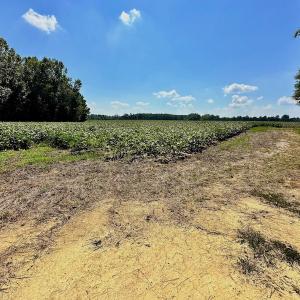 Photo #15 of SOLD property in Off Hargrave Rd, Jackson, NC 41.0 acres