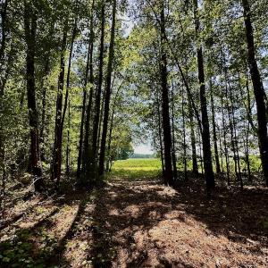 Photo #17 of SOLD property in Off Hargrave Rd, Jackson, NC 41.0 acres