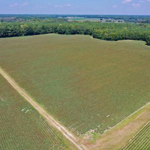 Photo #18 of SOLD property in Off Hargrave Rd, Jackson, NC 41.0 acres