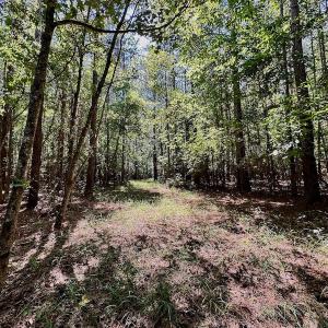 Photo #19 of SOLD property in Off Hargrave Rd, Jackson, NC 41.0 acres