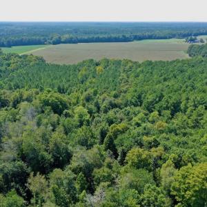 Photo #24 of SOLD property in Off Hargrave Rd, Jackson, NC 41.0 acres