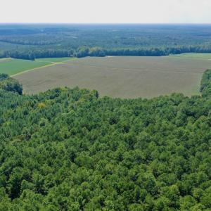 Photo #26 of SOLD property in Off Hargrave Rd, Jackson, NC 41.0 acres