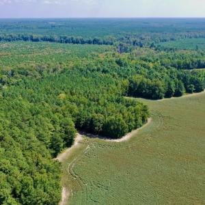 Photo #28 of SOLD property in Off Hargrave Rd, Jackson, NC 41.0 acres