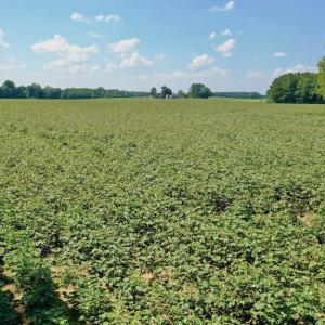 Photo #4 of SOLD property in Off Hargrave Rd, Jackson, NC 41.0 acres