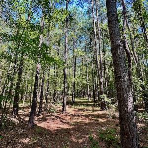 Photo #33 of SOLD property in Off Hargrave Rd, Jackson, NC 41.0 acres