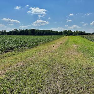 Photo #5 of SOLD property in Off Hargrave Rd, Jackson, NC 41.0 acres