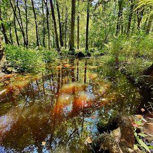 Photo #41 of SOLD property in Off Hargrave Rd, Jackson, NC 41.0 acres