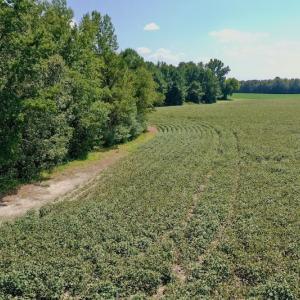 Photo #42 of SOLD property in Off Hargrave Rd, Jackson, NC 41.0 acres