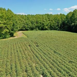 Photo #44 of SOLD property in Off Hargrave Rd, Jackson, NC 41.0 acres