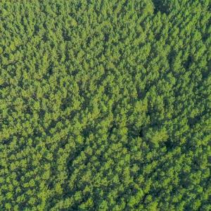 Photo #3 of SOLD property in Off Spencer Pointe Road, Lilesville, NC 2.0 acres