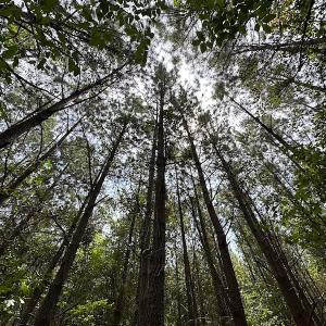 Photo #9 of SOLD property in Off Ridge Rd , Jarratt, VA 13.0 acres