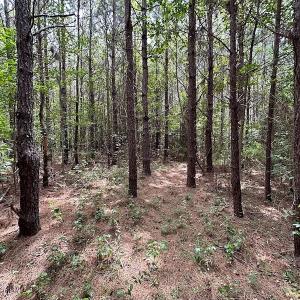 Photo #10 of SOLD property in Off Ridge Rd , Jarratt, VA 13.0 acres