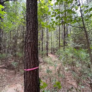 Photo #11 of SOLD property in Off Ridge Rd , Jarratt, VA 13.0 acres