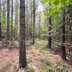 Photo #12 of SOLD property in Off Ridge Rd , Jarratt, VA 13.0 acres