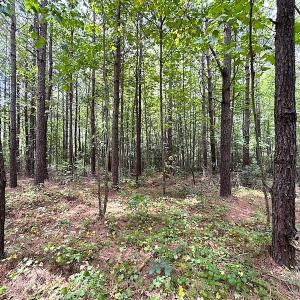 Photo #13 of SOLD property in Off Ridge Rd , Jarratt, VA 13.0 acres
