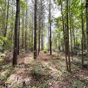 Photo #14 of SOLD property in Off Ridge Rd , Jarratt, VA 13.0 acres