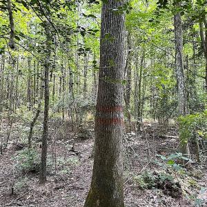 Photo #15 of SOLD property in Off Ridge Rd , Jarratt, VA 13.0 acres